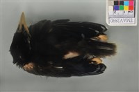 藏品(臺灣藍鵲)的圖片